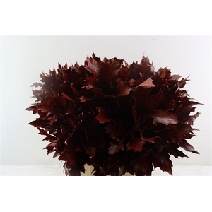 Quercus Rubra Red