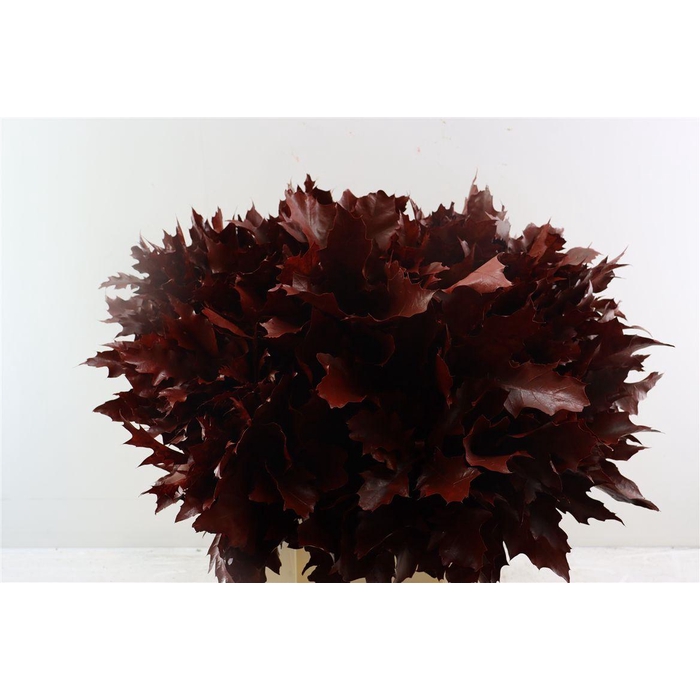 <h4>Quercus Rubra Red</h4>