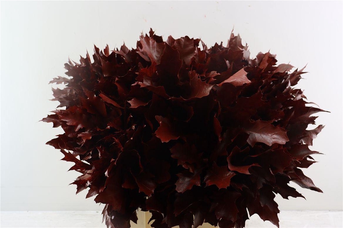 Quercus Rubra Red