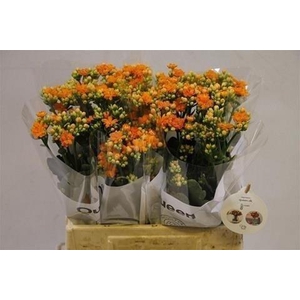 Kalanchoe orange