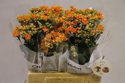 <h4>Kalanchoe orange</h4>