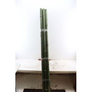 Bamboe 60-80 2meter