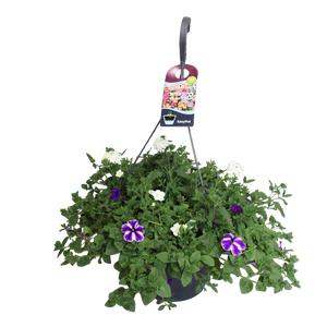 Hangpotten 37 cm met waterreservoir Mix 04 Lagoon mix