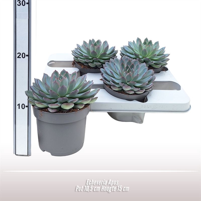 <h4>Echeveria Apus</h4>