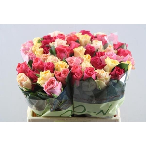 R Gr Tacazzi Gemengd L40