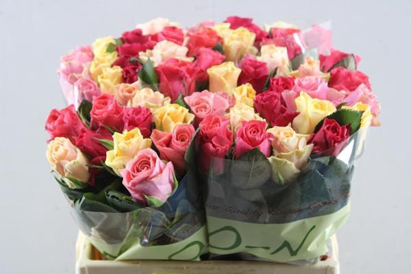 <h4>R Gr Tacazzi Gemengd L40</h4>