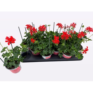 PEL PELT BALKON ROOD