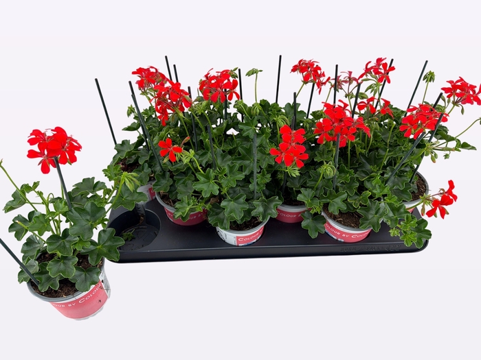 <h4>PEL PELT BALKON ROOD</h4>