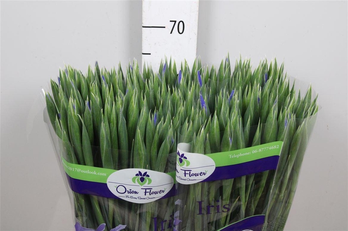 <h4>Iris Prof Blaauw</h4>