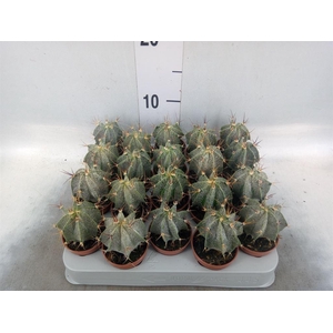 Astrophytum ornatum