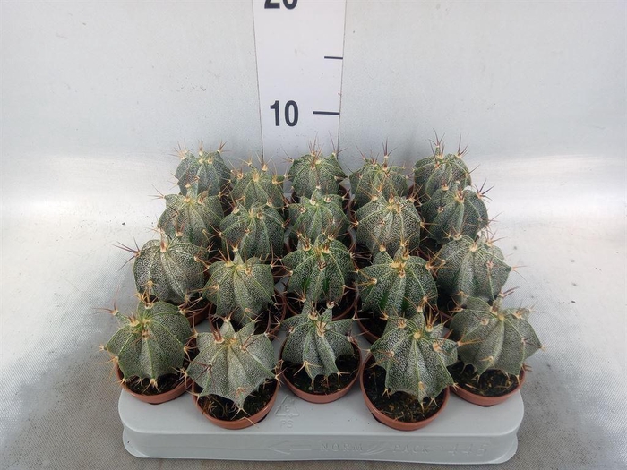 <h4>Astrophytum ornatum</h4>