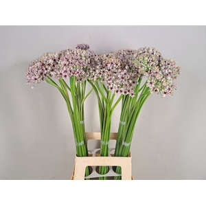 ALLIUM SILVERSPRING