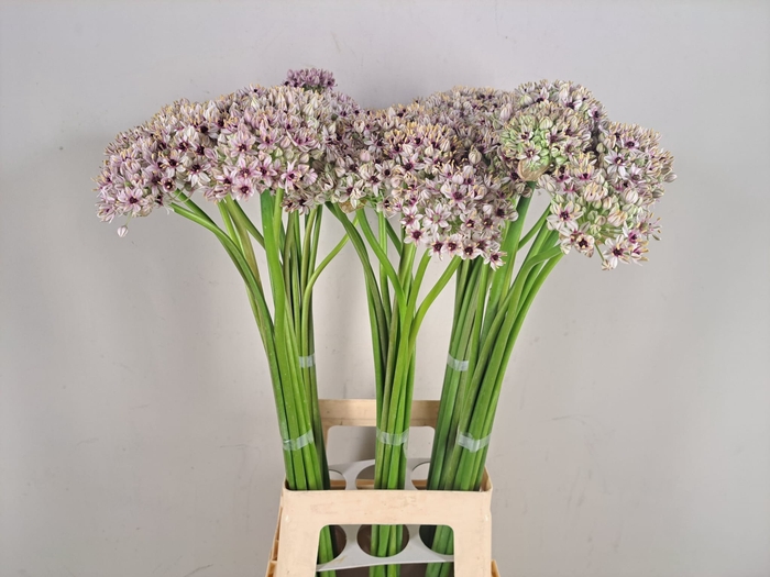 <h4>ALLIUM SILVERSPRING</h4>
