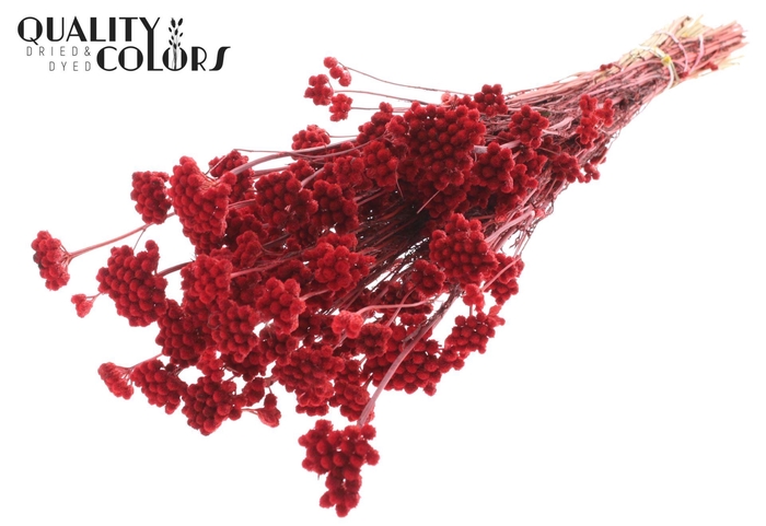 <h4>Droogbloemen   ...bewerkt H%</h4>