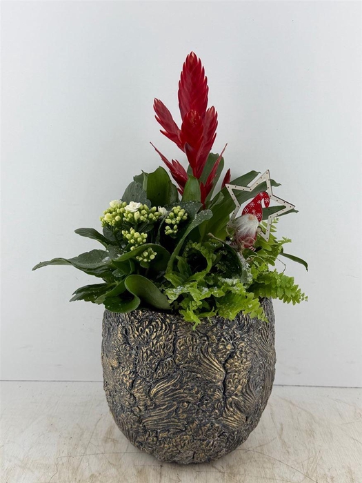 <h4>Arr (15) Keram. Brons XL</h4>