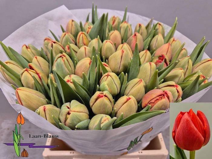 <h4>TU DU OLD FAITHFUL</h4>