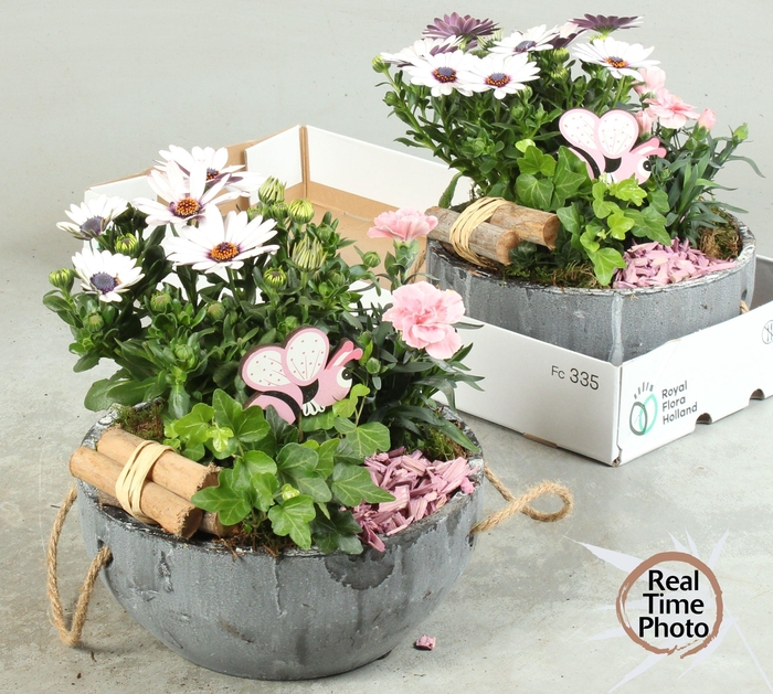 <h4>ARR TUINPLANTEN</h4>