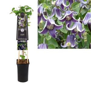 Clematis 'Fascination' PBR +3.0 label