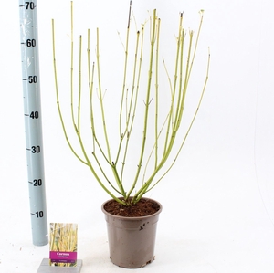 Cornus sericea Flaviramea