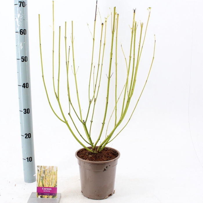 <h4>Cornus sericea Flaviramea</h4>