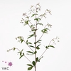 GILLENIA TRIFOLIATA