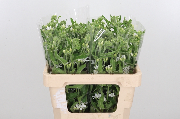 <h4>Oxypetal Alba Hollandse</h4>