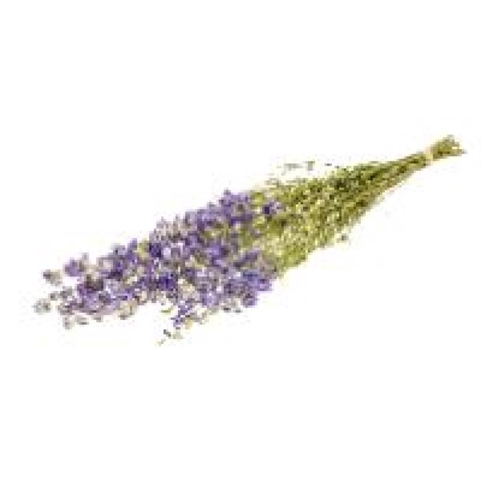 <h4>Delphinium SB natural lilac</h4>