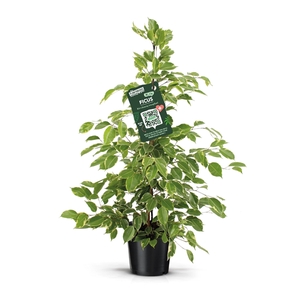 Ficus benjamina goldenKing