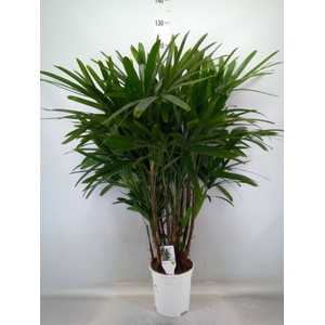 Rhapis   ...