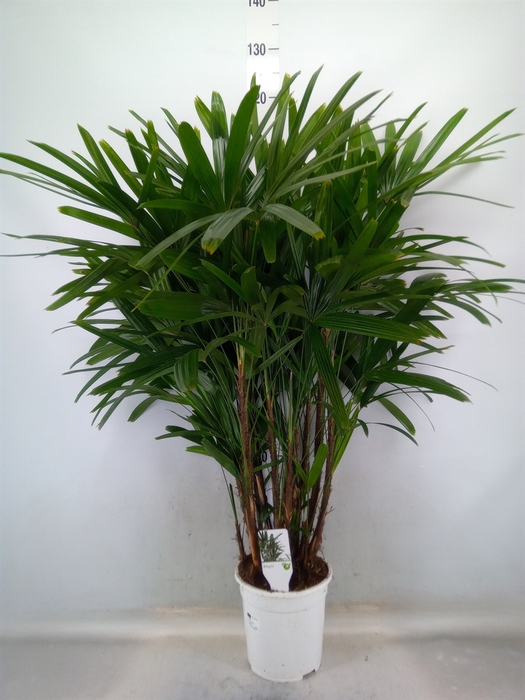 <h4>Rhapis   ...</h4>