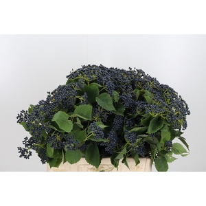 Vibur Dark Blue Herm