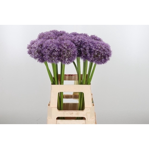 Allium Pinball Wizar