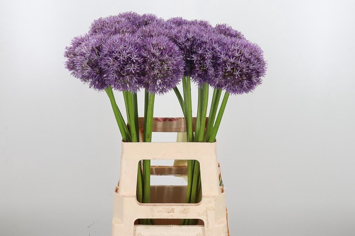 <h4>Allium Pinball Wizar</h4>