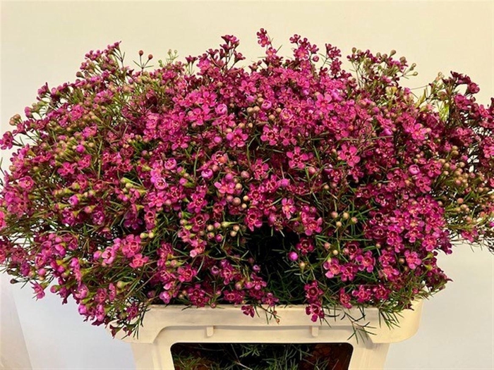 <h4>CHAME UN JUPITER</h4>