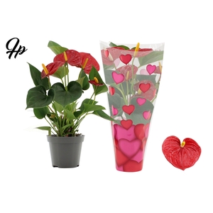 Anthurium 9 cm Success Red in heart sleeve Lilly