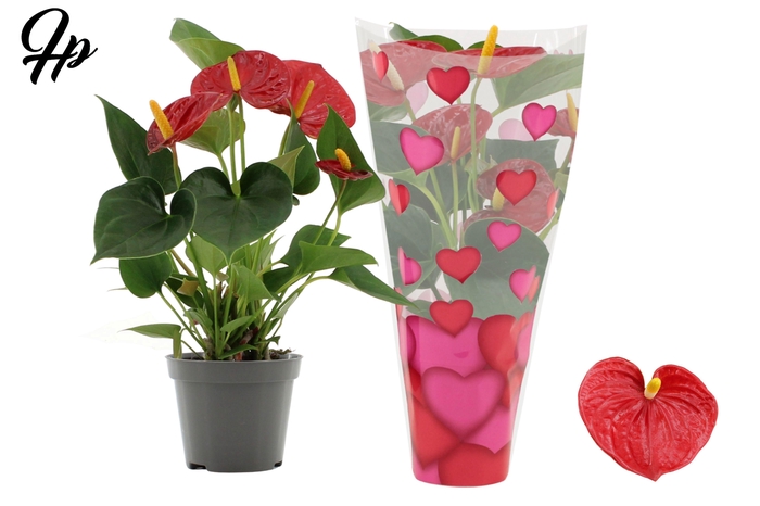 <h4>Anthurium 9 cm Success Red in heart sleeve Lilly</h4>