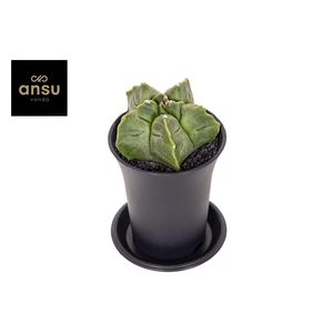 Astrophytum Myriostigma