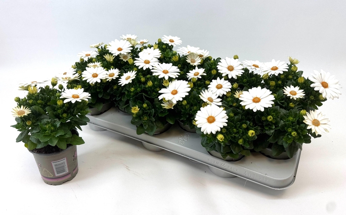 <h4>OSTEO MA CREAM</h4>