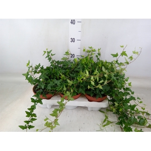 Hedera helix 'Shamrock'