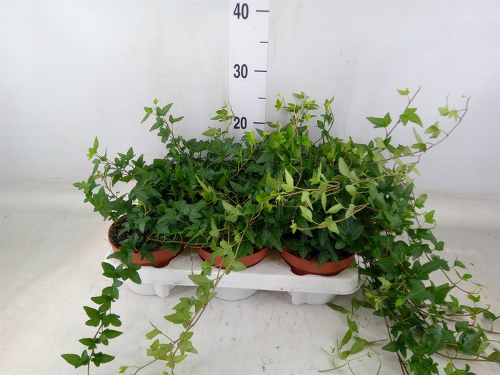 <h4>Hedera helix 'Shamrock'</h4>