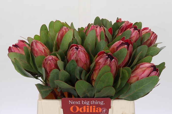<h4>Protea Silvia</h4>