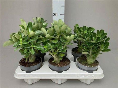 <h4>Adenium Obesum</h4>