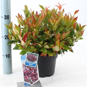 Leucothoe 'Zeblid'