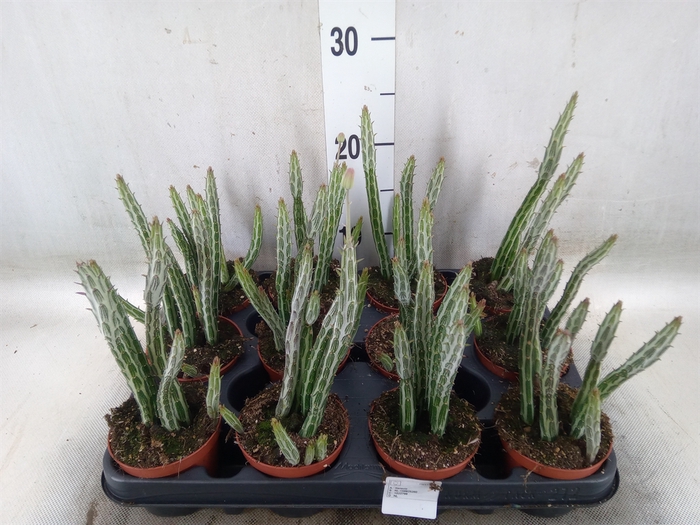<h4>Senecio   ...</h4>