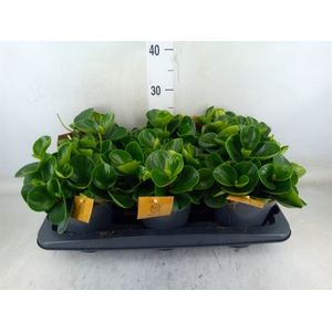 Peperomia obt. 'Red Canyon'