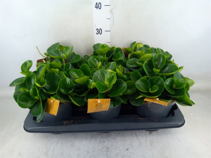 <h4>Peperomia obt. 'Red Canyon'</h4>