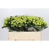 Hypericum Smiley Romance