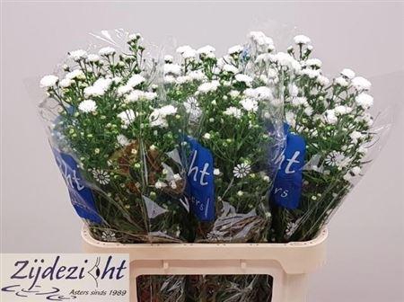 <h4>Aster Cassy</h4>