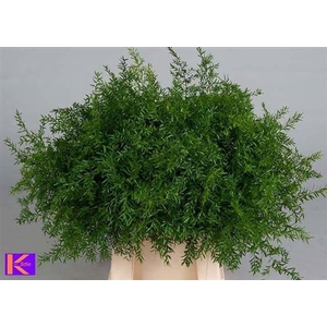 Asp Dens Cwebe 50 Cm