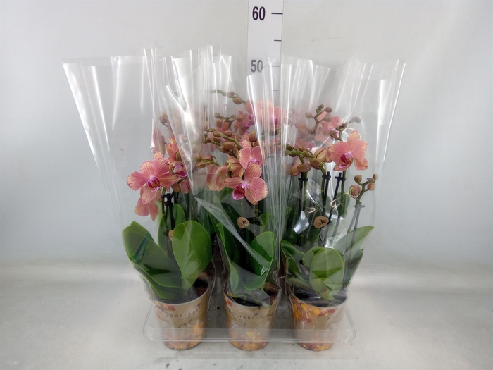 <h4>Phalaenopsis   ...orange</h4>